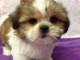 Adorables chiots shih tzu male et femelle LOF