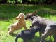 chiots bouledogue Fran&ccedil;ais LOF