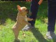  chiots bouledogue Fran&ccedil;ais LOF