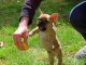  chiots bouledogue Fran&ccedil;ais LOF