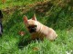  Disponible de suite chiots bouledogue Fran&ccedil;ais LOF