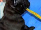  Disponible de suite chiots bouledogue Fran&ccedil;ais LOF