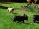  Disponible de suite chiots bouledogue Fran&ccedil;ais LOF