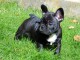   Disponible de suite chiots bouledogue Fran&ccedil;ais LOF