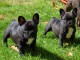   Disponible de suite chiots bouledogue Fran&ccedil;ais LOF
