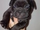  chiots bouledogue fran&ccedil;ais