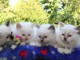 Superbe chatons birmans