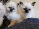 MAGNIFIQUE CHATONS SACR&Eacute; DE BIRMANIE