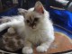 MAGNIFIQUE CHATONS SACR&Eacute; DE BIRMANIE