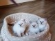 MAGNIFIQUE CHATONS SACR&Eacute; DE BIRMANIE