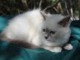MAGNIFIQUE CHATONS SACR&Eacute; DE BIRMANIE