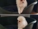 Magnifiques Chiots Spitz Nain Pom&eacute;ranien Pure Race