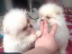 Disponible nos chiots spitz nain