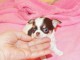 Chiot chihuahua femelle ag&eacute; de 3 mois