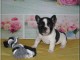A donner bouledogue fran&ccedil;ais femelle non lof