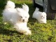 A donner magnifiques b&eacute;b&eacute;s chiots Bichon fris&eacute; (1F 1M)