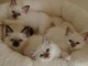 chatons sacre de birmanie