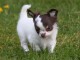 Belle chiot Chihuahua  femelle &acirc;g&eacute;e de 3 mois