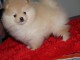 A donner  chiot spitz nain  femelle