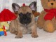 A donner chiot femelle Bouledogue Fran&ccedil;ais lof
