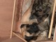 3 chiots bullmastiff  &agrave; donner