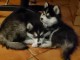 A donner Chiots husky Sib&eacute;rien aux yeux bleu 