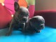Magnifiques chiots Bouledogue fran&ccedil;ais