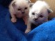 &Agrave; donner chaton (Femelle) type sacr&eacute; de Birmanie