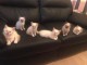 &Agrave; donner chaton (Femelle) type sacr&eacute; de Birmanie