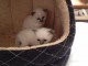 &Agrave; donner chaton (Femelle) type sacr&eacute; de Birmanie