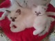 &Agrave; donner chaton (Femelle) type sacr&eacute; de Birmanie