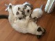 &Agrave; donner chaton (Femelle) type sacr&eacute; de Birmanie