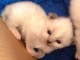 &Agrave; donner chaton (Femelle) type sacr&eacute; de Birmanie
