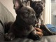DONNE MAGNIGIQUE CHIOTS BOULEDOGUE FRANCAIS BLEU