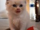 Magnifique chaton femelle ragdoll LOOF