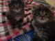 Magnifiques chatons Sib&eacute;riens