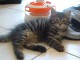 Magnifiques chatons Sib&eacute;riens