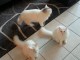 Magnifiques chatons Sib&eacute;riens