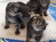 Magnifiques chatons Sib&eacute;riens