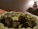Magnifiques chatons Sib&eacute;riens