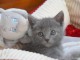 MAGNIFIQUES CHATON CHARTREUX