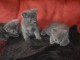 MAGNIFIQUES CHATON CHARTREUX
