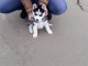 A Donner Chiot Husky Sib&eacute;rien M&acirc;le Femelle
