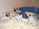 chiots carlin (pug) &agrave; donner urgemment