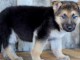 Chiot berger allemand &agrave; donner