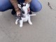 A Donner Chiot Husky Sib&eacute;rien M&acirc;le Femelle