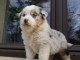 A DONNER Magnifique chiot Berger Australien M&acirc;le Femelle