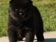Chiots chow chow &agrave; donner