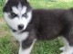 adorables chiot husky sib&eacute;rien LOF