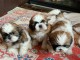 Chiots Shih Tzu LOF Disponible de suite
